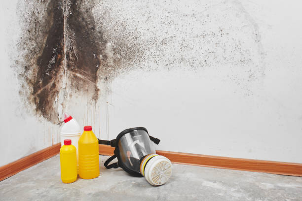 Best Attic Mold Removal  in Storm Lake, IA